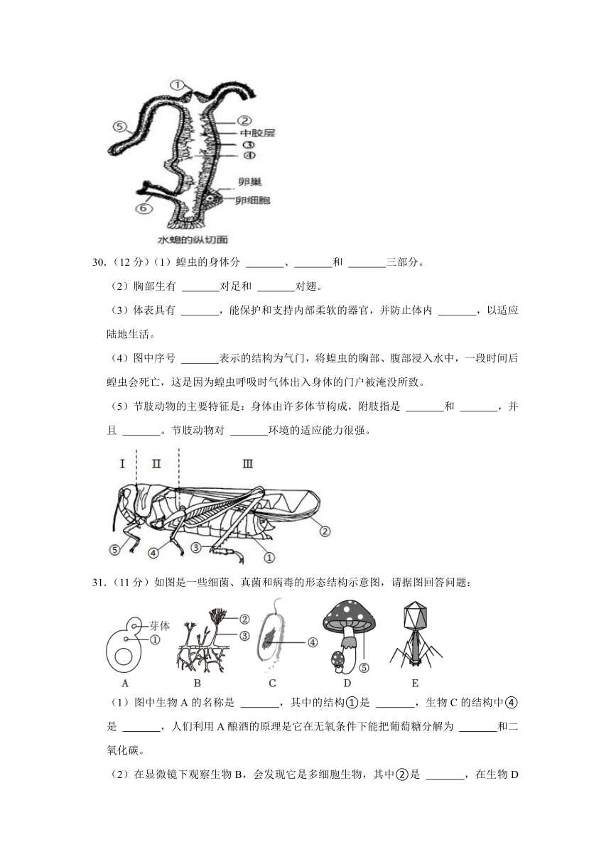 青海省西宁市新华联北外附属外国语中学2022-2023学年八年级上学期期末生物试卷（含解析）