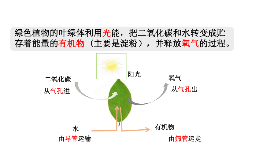 人教版生物七年级上册 3.4  绿色植物是生物圈中有机物的制造者课件(共25张PPT)