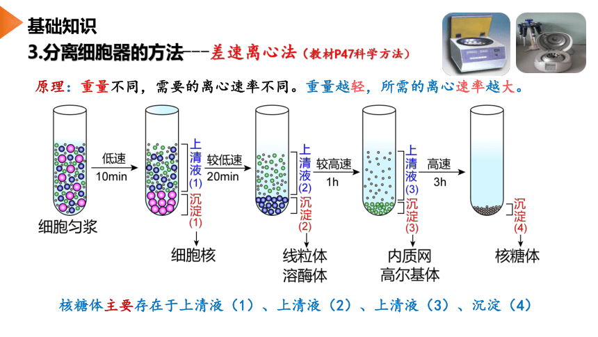 3.2 细胞器之间的分工合作（第1课时）(课件共24张PPT)
