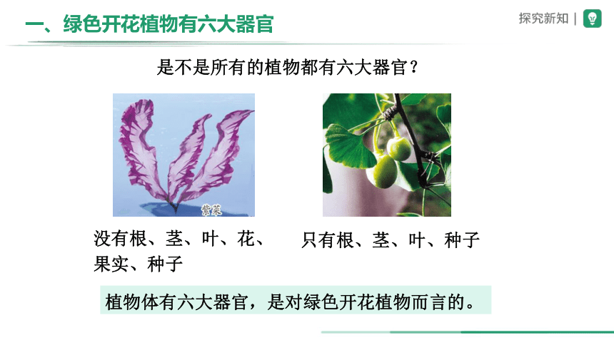 2.2.3 植物体的结构层次（教学课件）-+2023-2024学年七年级生物上册精品课件(共23张PPT)