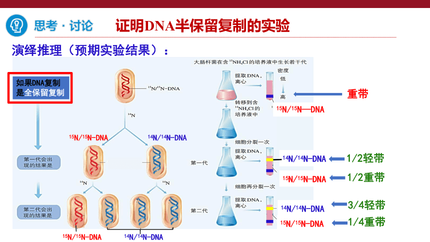 3.3  DNA的复制课件(共33张PPT2份视频)-人教版必修2