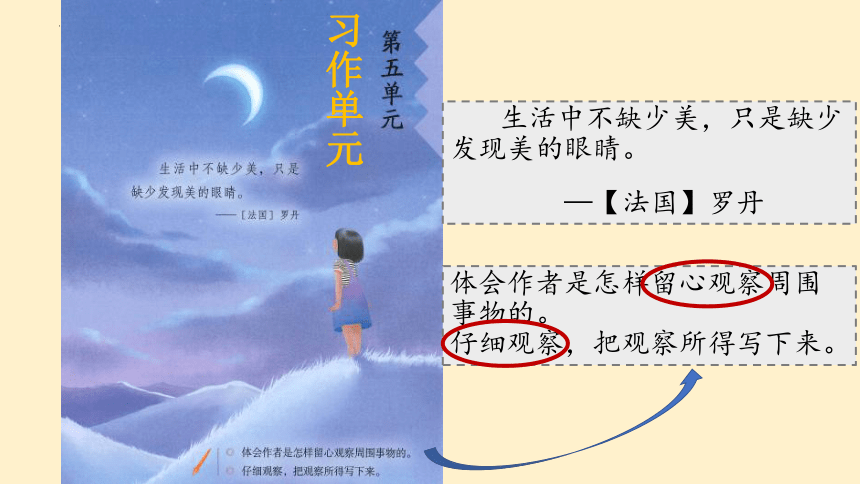 15.《 搭船的鸟》课件（共33张PPT）