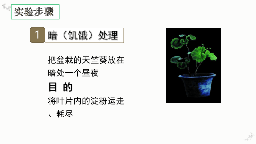 3.4绿色植物是生物圈中有机物的制造者课件(共34张PPT)