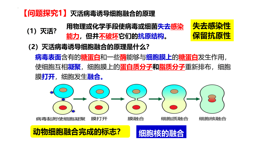 2.2.2动物细胞工程（二）课件(共38张PPT) 人教版（2019）选择性必修3