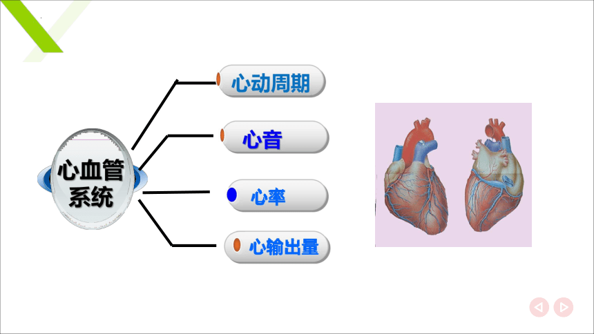 7.2 心脏活动的观察 课件(共19张PPT)《畜禽解剖生理（第四版）》同步教学(高教版)