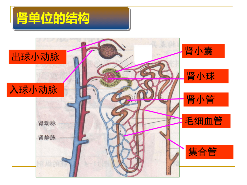 2021--2022学年北师大版生物七年级下册 11.2尿的形成与排出  课件（共35张PPT）