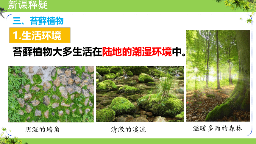 3.1.1藻类、苔藓和蕨类植物课件(共31张PPT) 2022-2023学年 人教版七年级上册生物