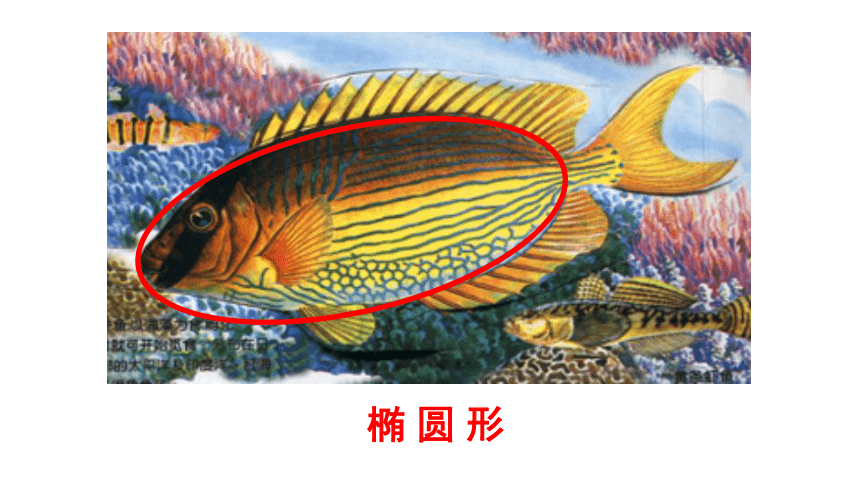 人美版一年级上册美术课件17. 谁画的鱼最大(共23张PPT)