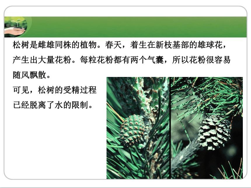 冀教版生物七年级上册 第三章 第五节 裸子植物课件(共22张PPT)