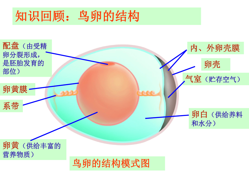 苏科版八年级上册生物20.2动物的发育 课件（16张PPT）