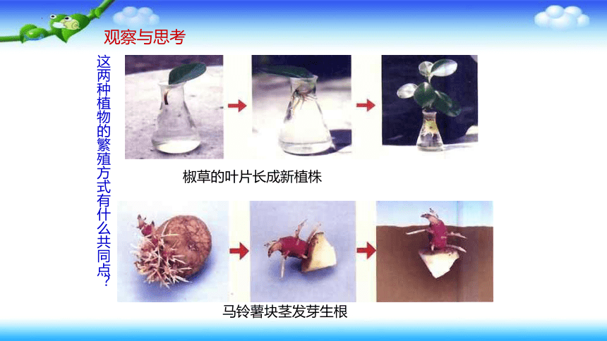 7.1.1植物的生殖课件2021—2022学年人教版生物八年级下册  课件 (共49张PPT)