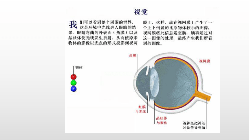 2021-2022学年人教版生物七年级下册4.6.1人体对外界环境的感知课件(共24张PPT)