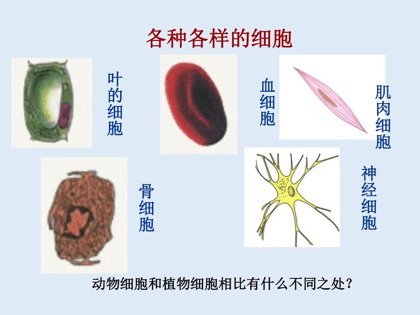 人教版七年级生物 上册 第二单元 第一章 第三节 动物细胞 课件（共32张PPT）