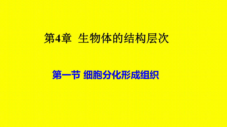 北师大版生物七年级上册 4.1 细胞分化形成组织 课件（共12张PPT）