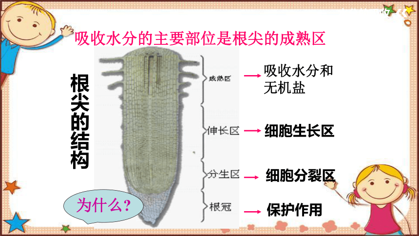 人教版生物七年级上册3.3 《绿色植物与生物圈的水循》 课件(共36张PPT)