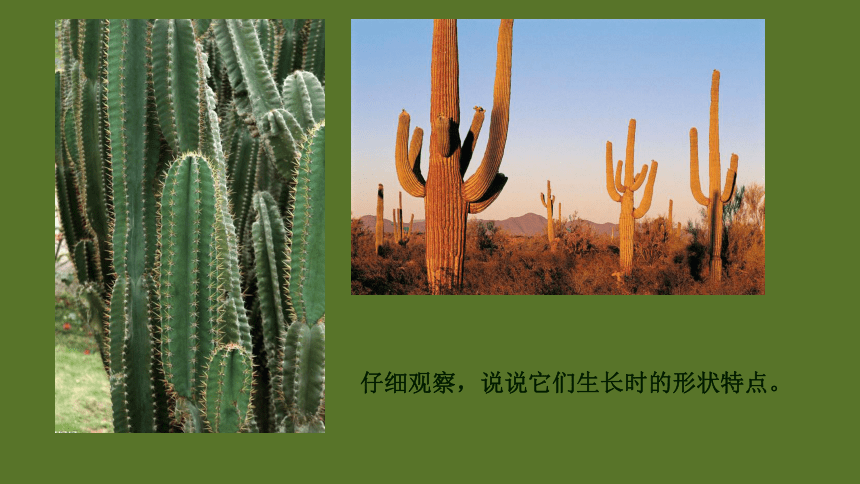 浙美版 四年级下册美术 第7课 生长的植物  课件（38张PPT）