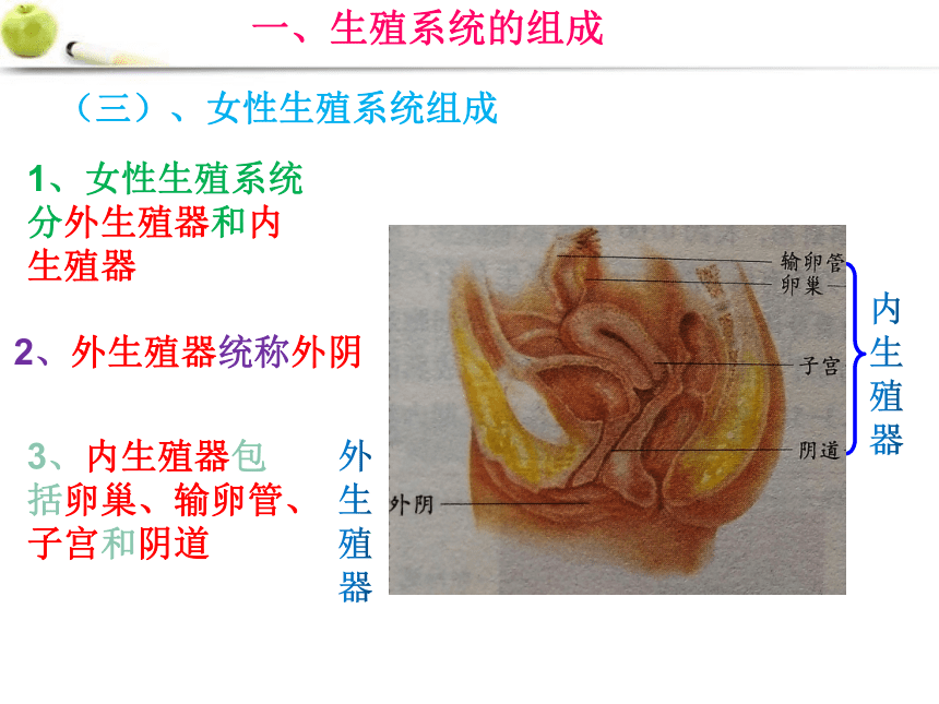 2021--2022学年济南版八年级上册 4.3.1婴儿的诞生课件（共42张PPT ）