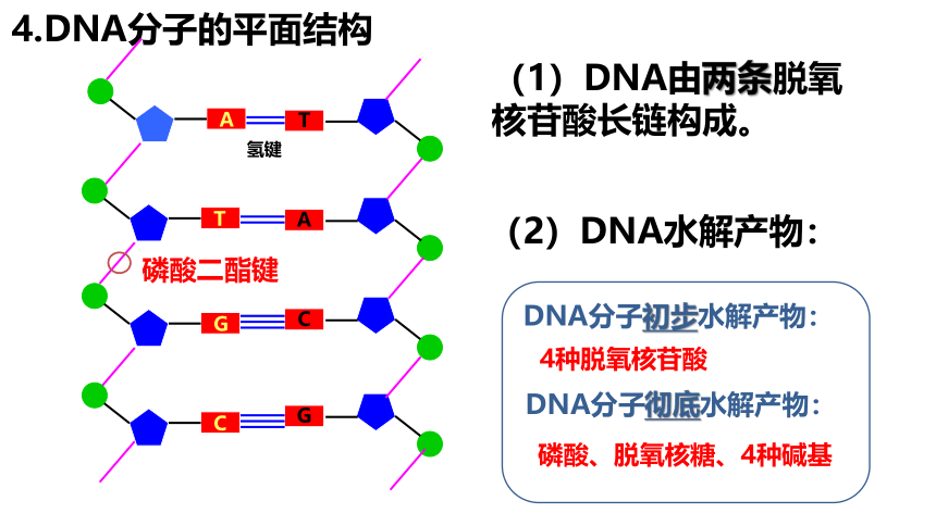 生物人教版（2019）必修2 3.2 DNA分子的结构课件(共42张PPT)