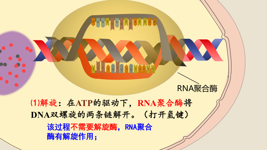 4.1基因指导蛋白质的合成（第一课时）(共30张PPT1份视频)课件-人教版（2019）必修2