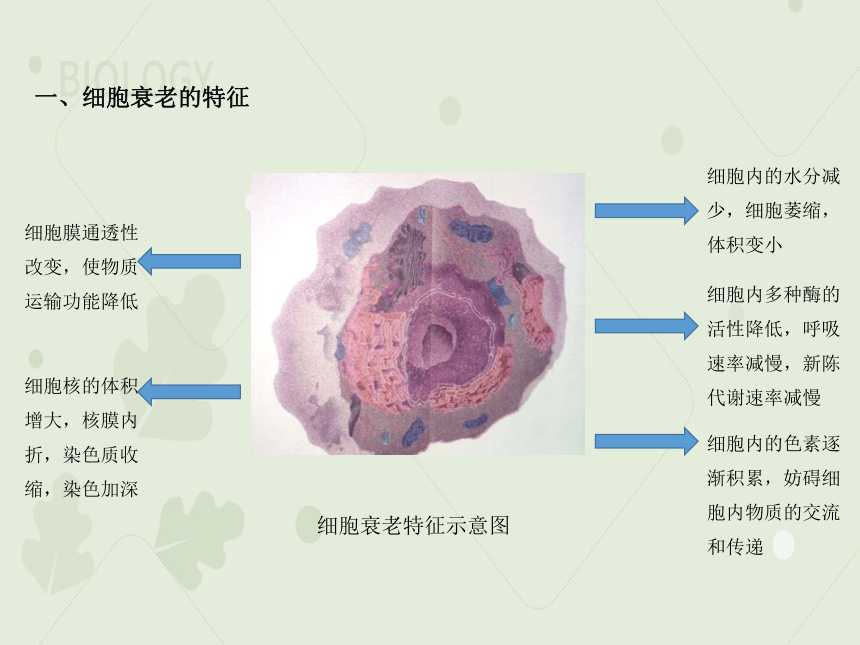 2022-2023学年高一生物人教版（2019）必修一课件：第六章 细胞的生命历程 6.3细胞的衰老和死亡（共29张PPT）