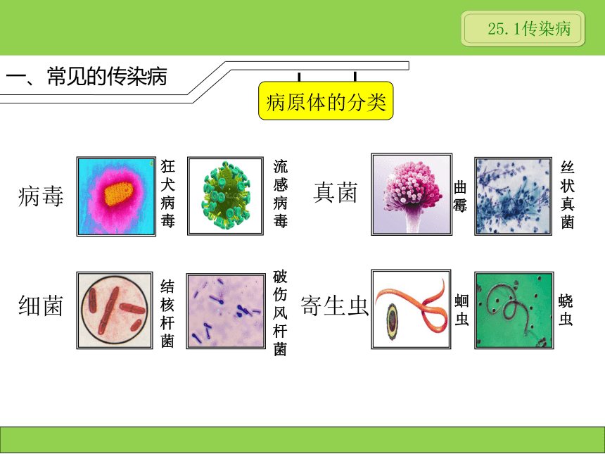 苏教版八年级下册生物 25.1传染病 课件（18张PPT）