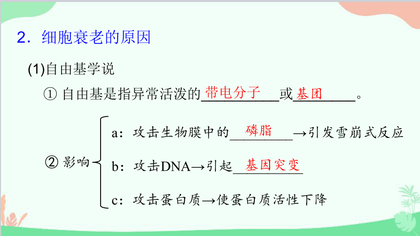 生物人教版(2019)必修1 第6章 细胞的生命历程 第3节细胞的衰老和死亡课件(共74张PPT)