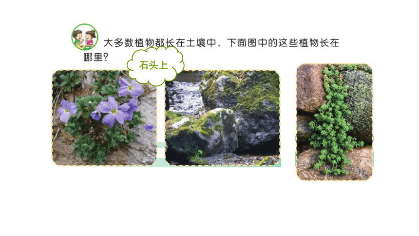 苏教版（2017秋） 三年级下册2.8  石头上的植物  课件 (共17张PPT)