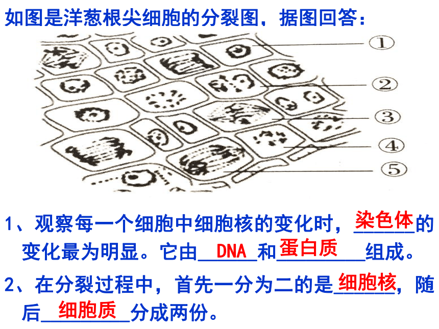 2021-2022学年人教版七年级生物上册第二单元第二章细胞怎样构成生物体复习课件(共46张PPT)