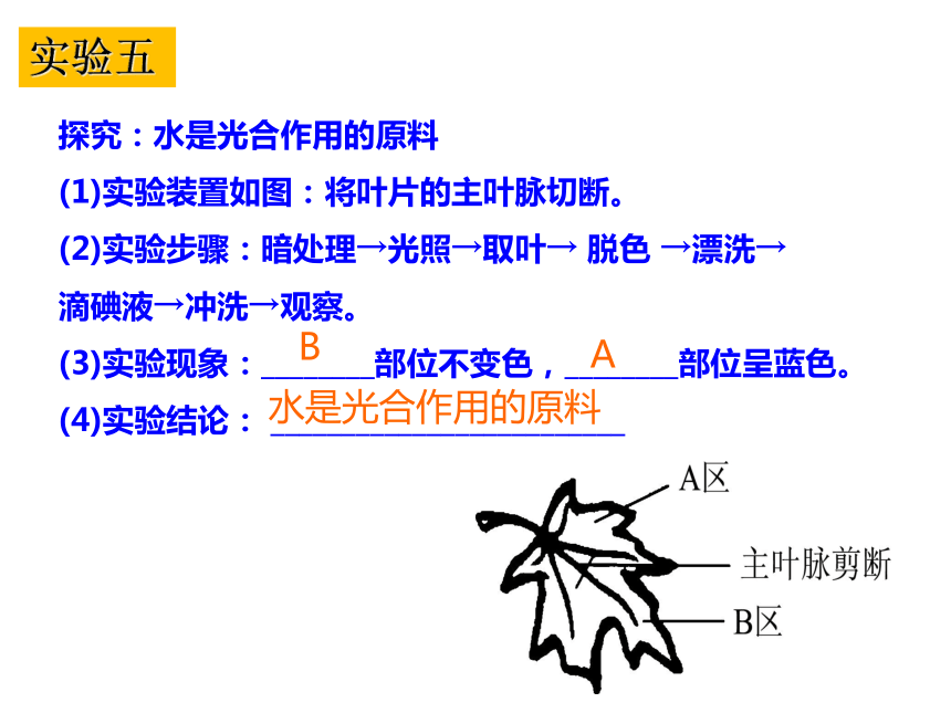 2021-2022学年人教版生物七年级上册3.5 绿色植物与生物圈中的碳—氧平衡（复习课）课件(共33张PPT)