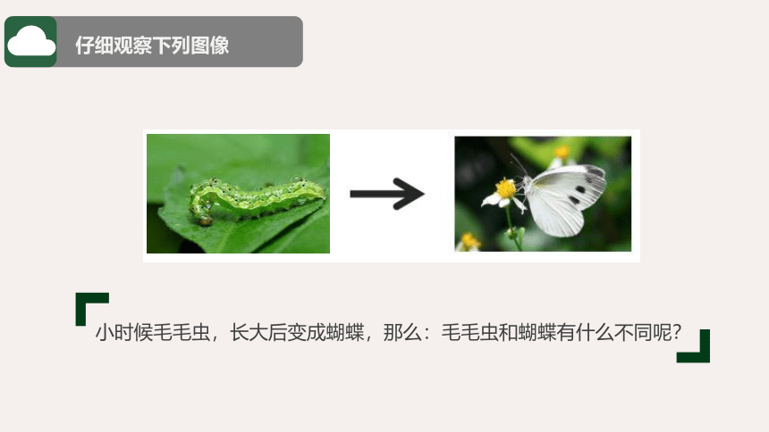7.1.2人教版昆虫的生殖和发育课件(共 23张ppt)