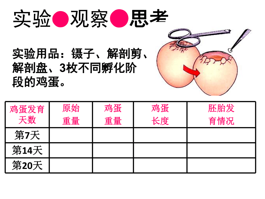 苏科版八年级上册生物20.2动物的发育 课件（16张PPT）