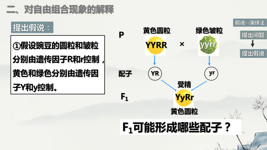 1.2孟德尔的豌豆杂交实验（二）课件-(共43张PPT)人教版必修2