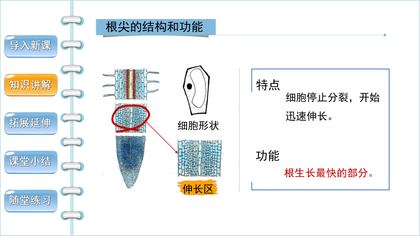 人教版生物七年级上册 3.2.2 植株的生长 2022--2023学年课件 (共29张PPT)