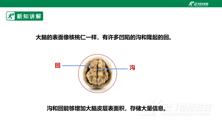 【新课标】3.9《脑的功能》课件（25张PPT）