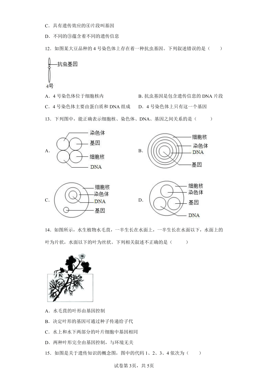 人教版八年级下册7.2.2基因在亲子代间的传递（word版 含解析）