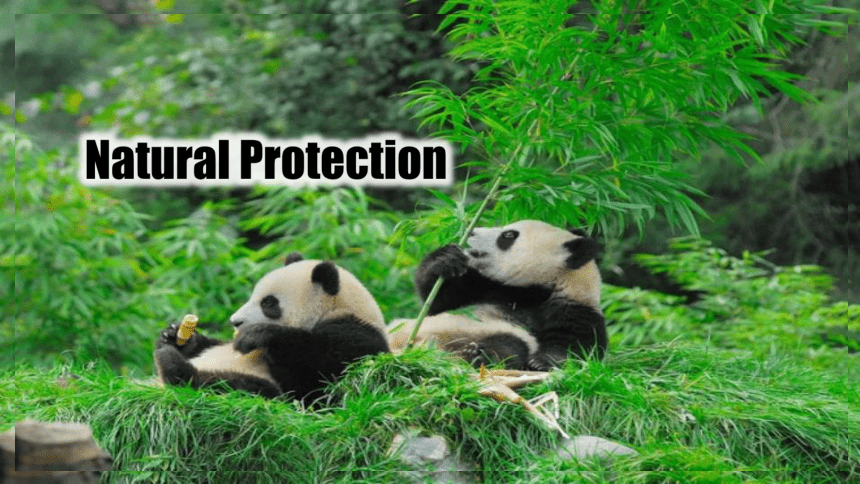 2023年中考英语二轮专题复习natural protection 自然保护 课件（20张PPT 内嵌音视频）