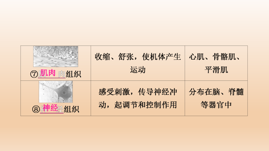 2023年人教版七年级生物上册复习专题★★第二章　细胞怎样构成生物体(共44张PPT)