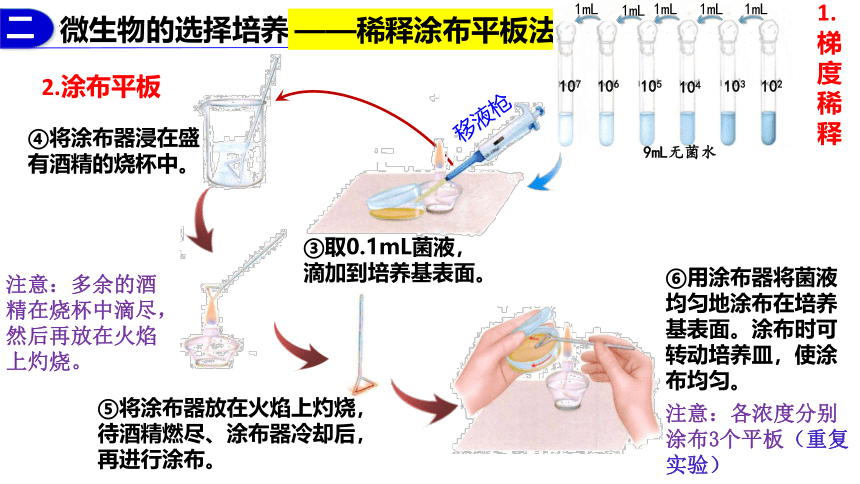 1.2.2微生物的选择培养和计数课件(共28张PPT)-2023-2024学年高二下学期生物人教版（2019）选择性必修3