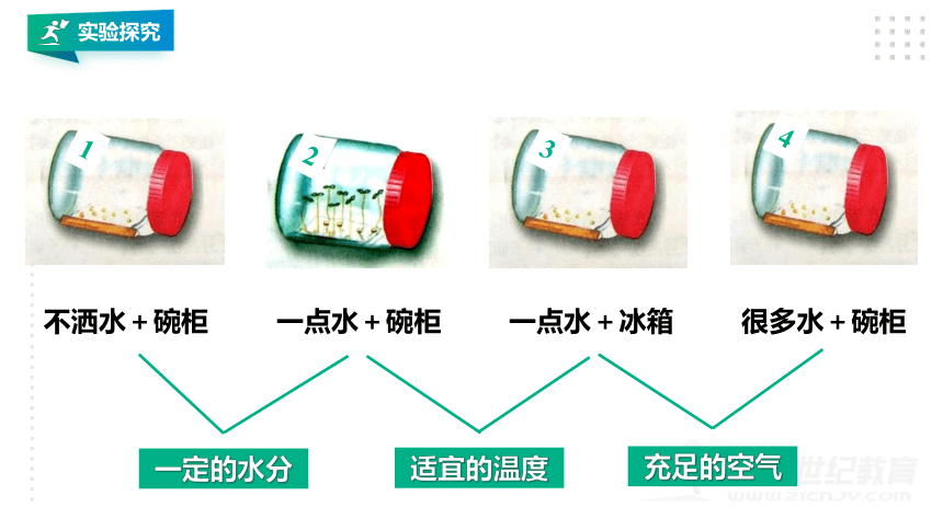 第一节 种子的萌发 课件(共33张PPT)