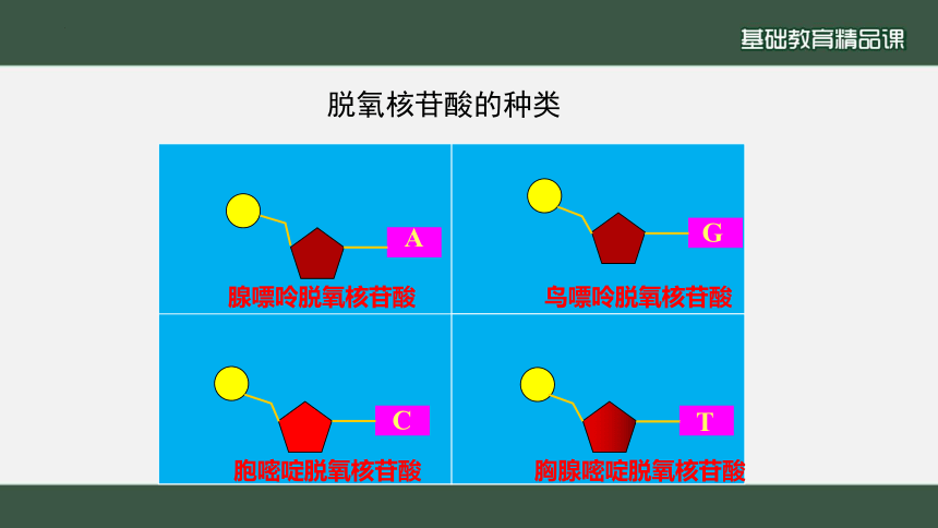 生物人教版（2019）必修2 3.2  DNA的结构（共24张ppt）