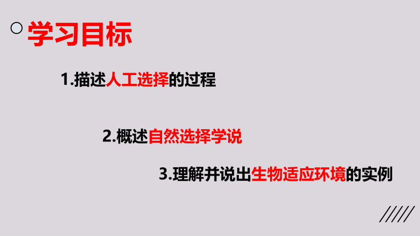 2021--2022学年北师大版生物八年级下册21.2生物进化的原因课件(共25张PPT)