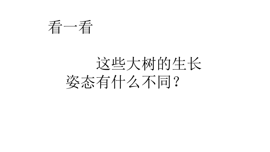 人美版二年级上册美术15.大树的故事 课件 (共19张PPT)