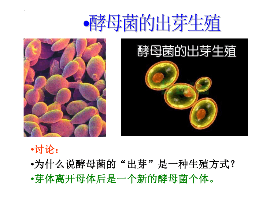 8.21.1生物的无性生殖课件(共28张PPT)  2022--2023学年苏教版初中生物八年级下册