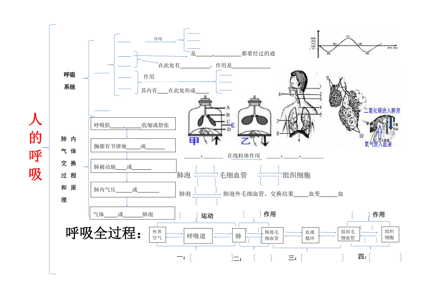 第四单元生物圈中的人第一章---第五章（pdf版无答案）鲁科版（五四制） 七年级上册