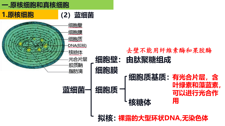 新人教必修1专题复习课件：04 细胞的多样性和统一性(共49张PPT)