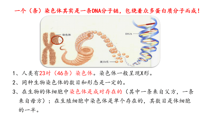 7.2.2  基因在亲子代间的传递课件(共48张PPT)