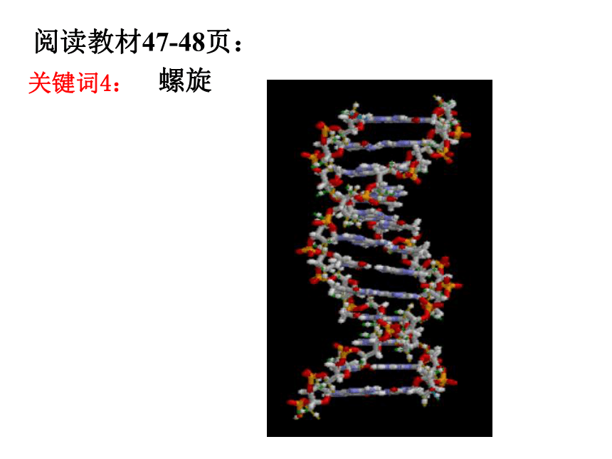 2020-2021学年高一下学期生物人教版必修二3.2DNA分子的结构课件（21张）