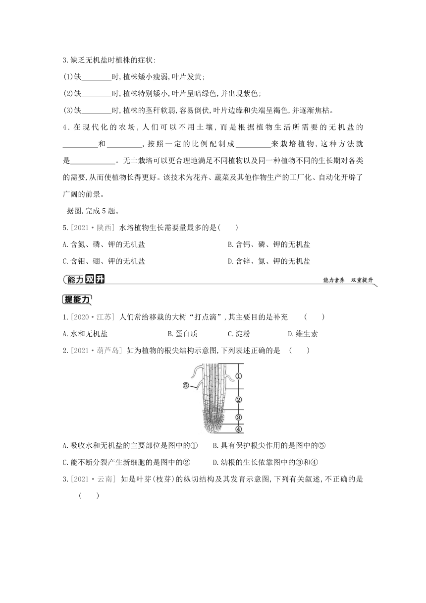 人教版生物学七年级上册同步练习：3.2.2　植株的生长(word版含答案）