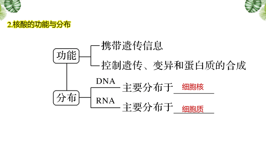 【备考2022一轮复习】1.2.3 核酸、糖类和脂质（共41张PPT）