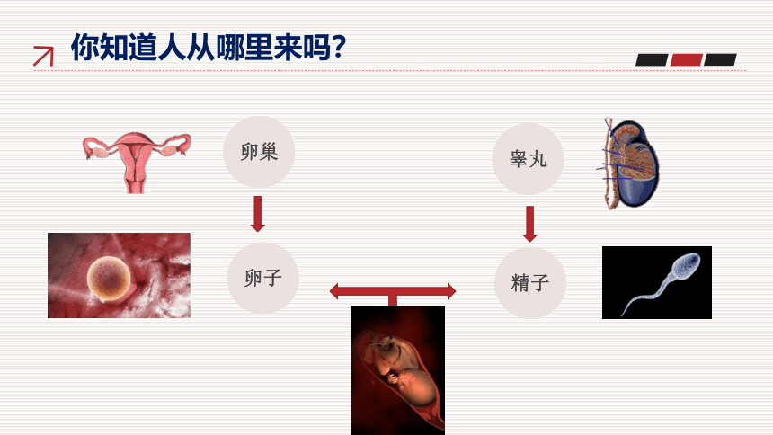 青春期生长发育特点 课件( 27张PPT) -2021-2022学年体育与健康五至六年级 人教版